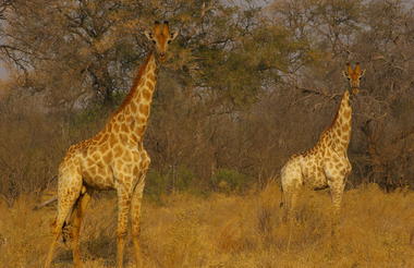Savuti Game Viewing